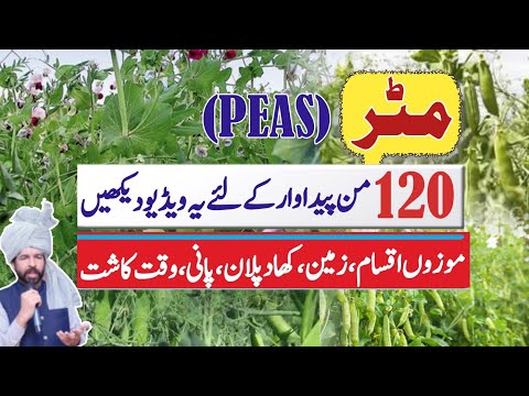 Fertilizer plan and sowing time of peas in Punjab #mumtazdhakoo #farming #agriculture #peas