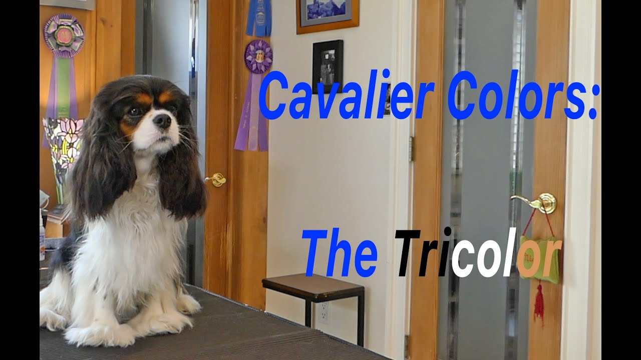 Cavalier Colors: The Tricolor