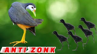 Download lagu 🔴Suara Ruak Ruak Paling Ampuh Suara Asli Jernih/Anakan dan indukan/Ruak Ruak Pikat mp3‼️ mp3 Download lagu 🔴Suara Ruak Ruak Paling Ampuh Suara Asli Jernih/Anakan dan indukan/Ruak Ruak Pikat mp3‼️ mp3