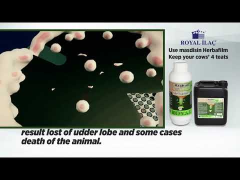 MASDISIN HERBAFILM: How to protect your cows from mastitis?