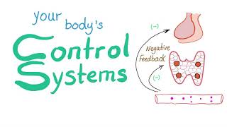 Feedback Mechanisms - Your body’s control Systems - Physiology