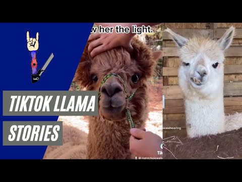 Alpaca Shearing Stories from TikTok Compilation