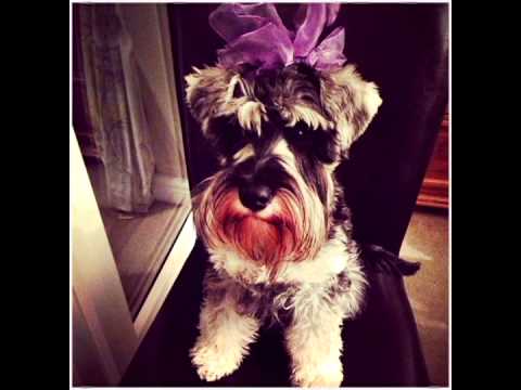 Top 10 kutya szingli varoslakoknak