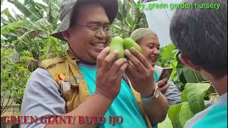 Download lagu PERAWATAN JAMBU AIR BUTO IJO/  GREEN GIANT DI PLANTERBAG mp3