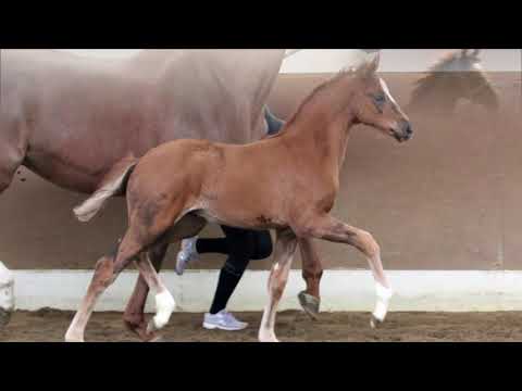 2021 Hannoveraner Stutfohlen von / filly by SO UNIQUE www.sporthorses-online.com