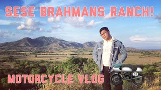 preview picture of video 'SESE BRAHMANS RANCH ( MOTORCYCLE VLOG) | Engr. Sherds'