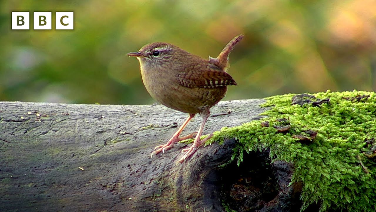 🔴 LIVE wildlife cameras ❄️ 21 January 🐦 BBC Winterwatch 2026