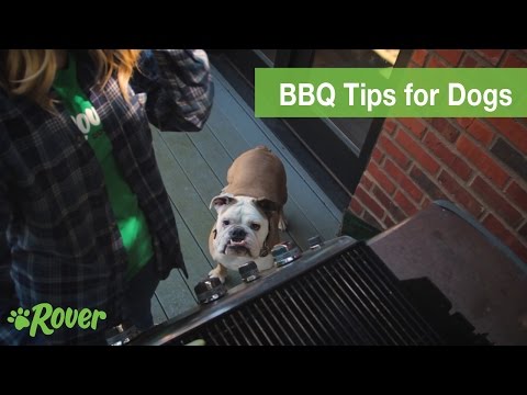 Dog-Safe BBQ Guide: Summer Grilling Safety Tips | Rover