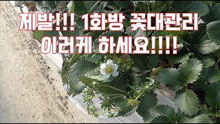 1화방 꽃작업!!! 이것만 해도 성공!!! 부지런한 농사꾼은 성공할 수 밖에 없다!!!