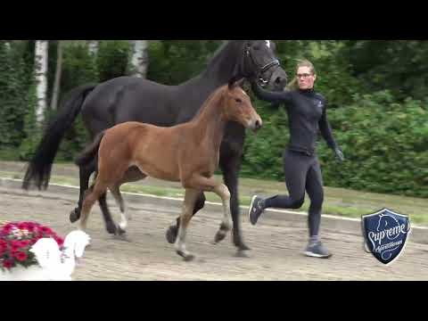 'Victoria Secret' 2022 filly by Valverde x Furst Romancier x Florencio