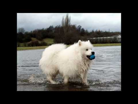 Pedigree Dogs the truth the whole truth and nothing but the truth