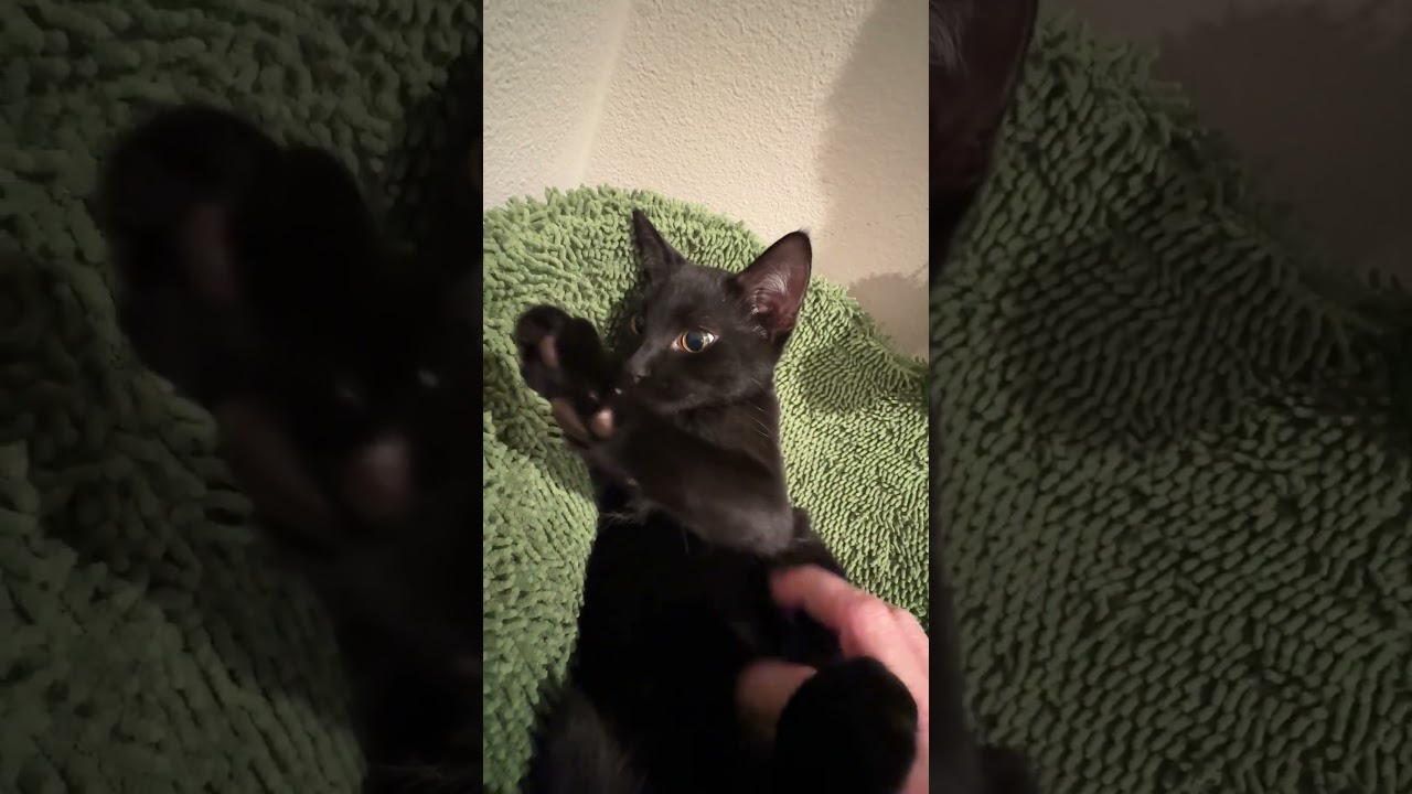 Enlarge Kuro & Notch, a ADOPTABLE Domestic Short Hair in Los Angeles, CA video 6/6