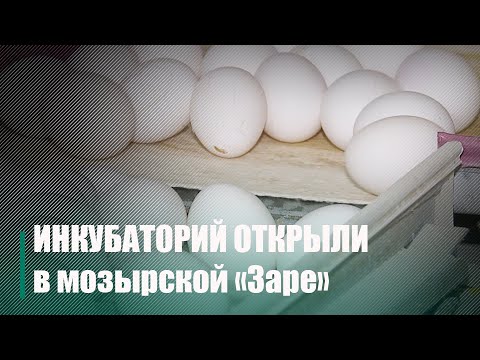 В Мозырском районе увеличат производство мяса птицы видео