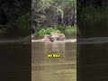 Giant Crocodile Attacks Elephant During River Crossing