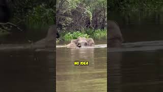 Giant Crocodile Attacks Elephant During River Crossing