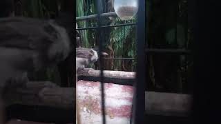 Download lagu kutilang dada hitam mp3