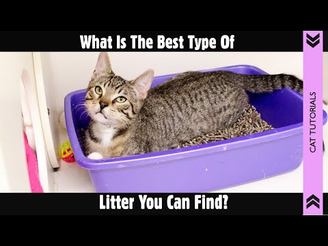 Best litter for cats, how to clean clumping litter?