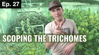 BuildASoil 10x10: SCOPING THE TRICHOMES Season 2, Episode 27
