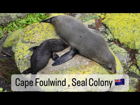 Cape Foulwind and Seal Colony, New Zealand, 19-02-2024