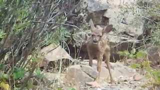 Cute Baby Deer Watching my Tenkara Fly Fishing