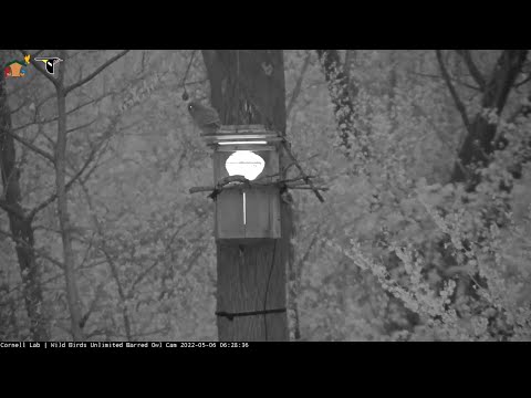 Eldest Barred Owl "April" Fledges, Drops To Ground Below Nest Box! – May 6, 2022