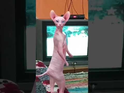 #icanseeyou l l can see you American version 😯😯😯😯