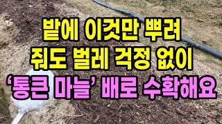 마늘밭 만들 때 이것만 뿌려 줘도 벌레 걱정 없이 통큰 마늘 배로 수확해요
