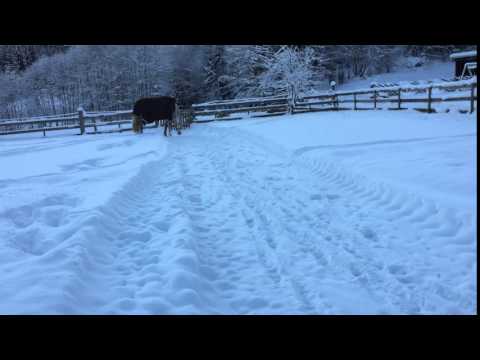 S.E. Chanel by Cristallo II/Corland born 2012