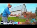 Blippi Visits A Farm Blippi Animals Animal Cartoons Funny Cartoons Learn About Animals