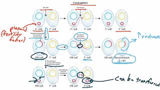 Bacterial Genetics for the USMLE Step 1