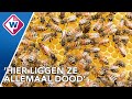 Imkers maken zich zorgen over massagraven vol bijen