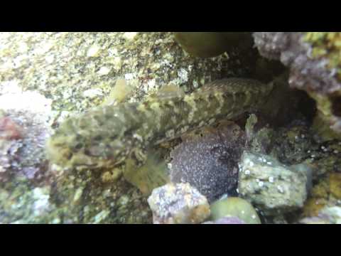 Gobius paganellus