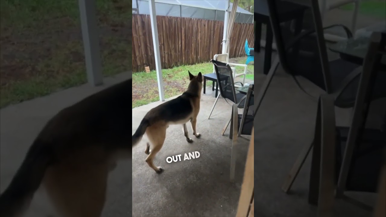 Her dog’s reaction getting scared by thunder is hilarious 😂
