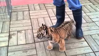 preview picture of video 'アムールトラの赤ちゃん 浜松市動物園  a baby amur tiger in Hamamatsu city zoo!'