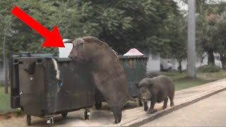 10 Crazy Things Hungry Animals Did