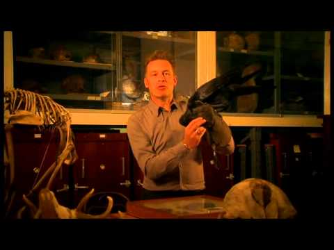 Crows use intelligence to crack nutshells