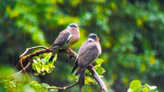 Wood Pigeons in the Rain | Peaceful Forest Ambience & Relaxing Rain Sounds (4K)