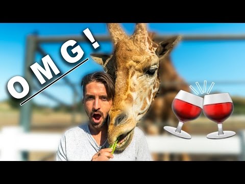 馬里布葡萄酒之旅|品酒會和餵養長頸鹿斯坦利 (Malibu Wines Safari |  Wine Tasting & Feeding Stanley The Giraffe)