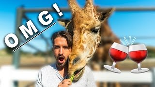 Malibu Wines Safari |  Wine Tasting & Feeding Stanley The Giraffe