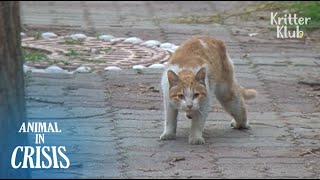 &#39;HELP!&#39; Stray Cat Pleads For Helping His Friend Be Treated (Part 2) | Animal in Crisis EP104