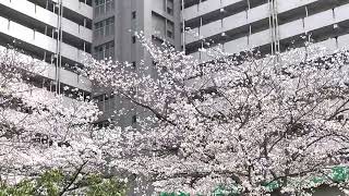【下関市】奥小路公園の桜