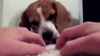 Beagle Going Crazy