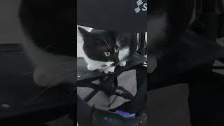 Rollator Kitty 🐱 #cat #cute #catlove #kitten #katze