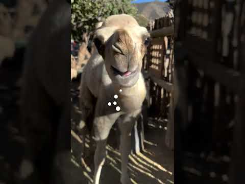 Baby-Kamel folgt seinem menschlichen Vater ÜBERALL HIN | Der Dodo