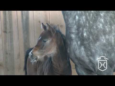 Stutfohlen von Uriko - Legolas - Calido I