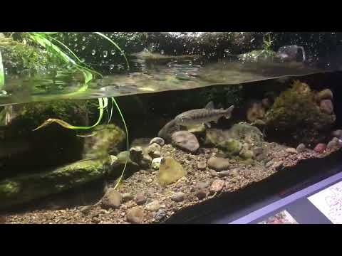 菜園からトガリネズミを取り除く方法 毒祖母の治療法