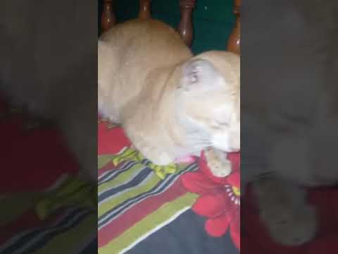 Angrey cat l Fahim Arnob l new video 2020