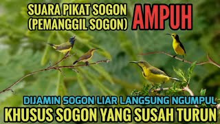 Download lagu Suara pikat sogon pemanggil sogon liar ampuh  mp3