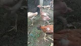 Download lagu Ayam trondol mp3