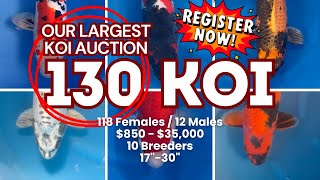 4.5 HOURS OF KOI INSANITY — OUR LARGEST AUCTION EVER!
